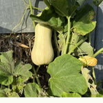 Butternut Squash Live Plant 4" Pot, Live Squash Plants in 3-5 Inch Tall, Vegetable Seedlings for Planting Outdoor Garden