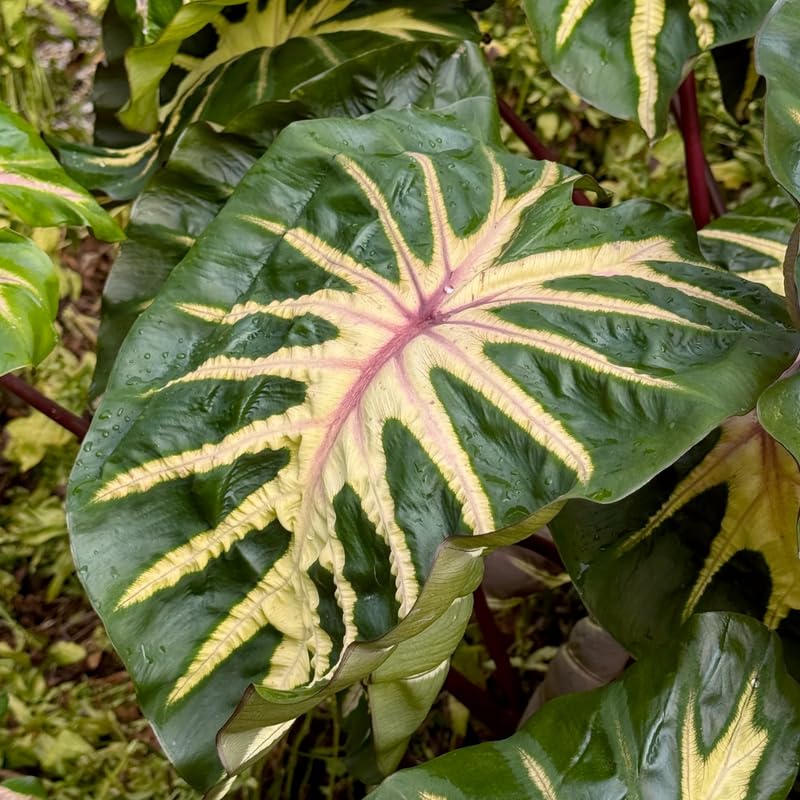 Elephant Ear Plants, Rare Colocasia Plant Live, Perennial Esculenta Taro Alocasia 4-8 Inch Tall, Indoor Outdoor Garden (Pink Veining)