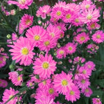 3 Asters Perennial Live Plants, Pink Aster Plants Live for Growing Outdoors, 4 to 6 Inc Tall Well Rooted