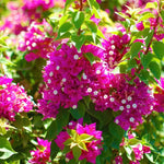 Set 2 Deep Pink Bougainvillea Live Plants 4-7 Inches Tall, Vibrant Bumgainvillea Flowering Vines for Garden, Patio Containers and Indoor Growing
