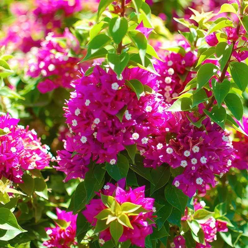 Set 2 Deep Pink Bougainvillea Live Plants 4-7 Inches Tall, Vibrant Bumgainvillea Flowering Vines for Garden, Patio Containers and Indoor Growing