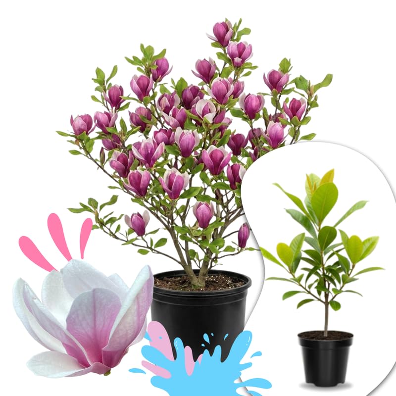 02 Jane Magnolia Tree Live Plant in 2.5" Pot, 1 Year Old Well-Rooted Tree, Cold Hardy, Magnolia Shrub for Spring Planting, Fast-Growing