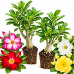 2 Mix Desert Rose Live Plants, Adenium Succulent, 4-6" Tall
