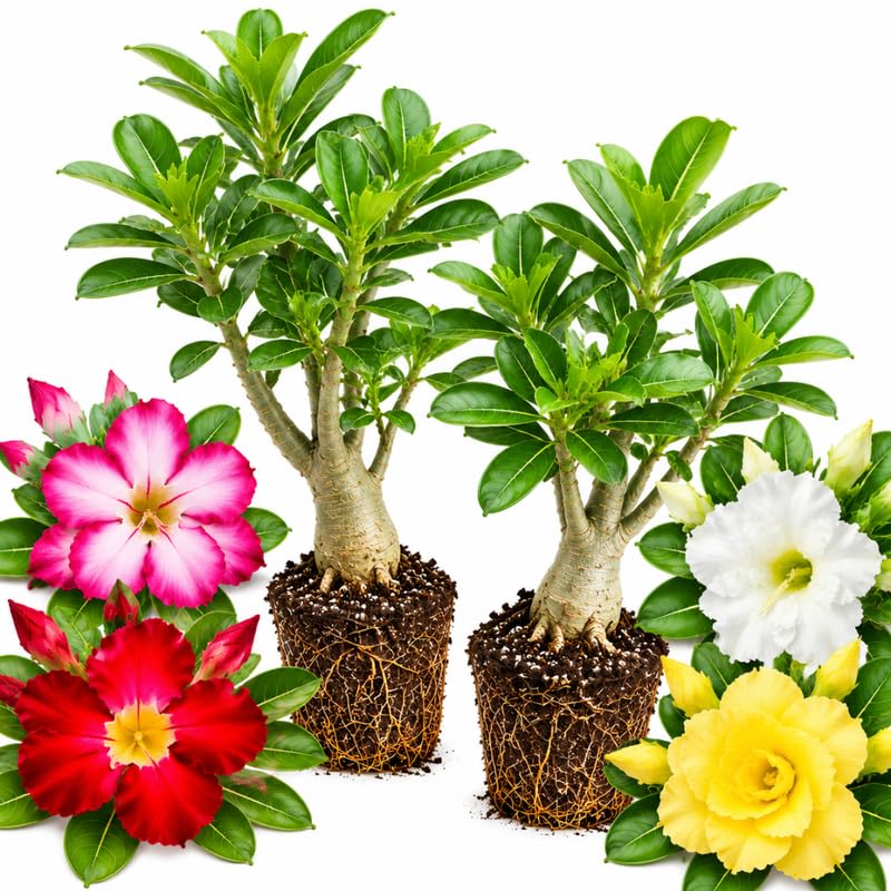 2 Mix Desert Rose Live Plants, Adenium Succulent, 4-6" Tall