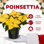 2 Poinsettia Plants Live, Yellow Poinsettia Flowers Christmas Decorations, Holiday Houseplant, Poinsettias Trees Plants, No Pot, 5-9" Tall