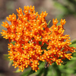 4 Milkweed Plants Live, Orange Butterfly Milkweed Asclepias Tuberosa Perennial Wildflowers Swamp Common Bush, 1-3" in Tall, No Pot