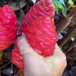 5 Awapuhi Red Ginger Rhizomes, Shampoo Ginger Live Plant Rhizomes, Fresh Roots, Zingiber Zerumbet Hawaiian Ginger Lily for Planting, Pinecone