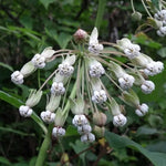 3 Light White Milkweed Plant Live, Asclepias Tuberosa Butterfly Bush, 4-8"