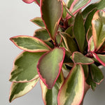 Peperomia Plant Live, Peperomia Houseplant Live, Tricolor Foliage, 4 to 6 Inches Tall, Ideal for Home and Office Decoration