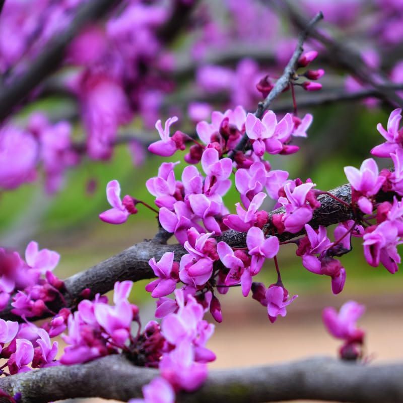 Eastern Redbud Tree Live Plant, Red Bud Trees Live Plants, Quart Pot