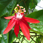 Passion Flower Plant Live, 5 to 8 Inch Tall Passiflora Vine, Fragrant Climbing Plant for Garden or Trellis, No Pot, Well-Rooted (Red Passion Flower)