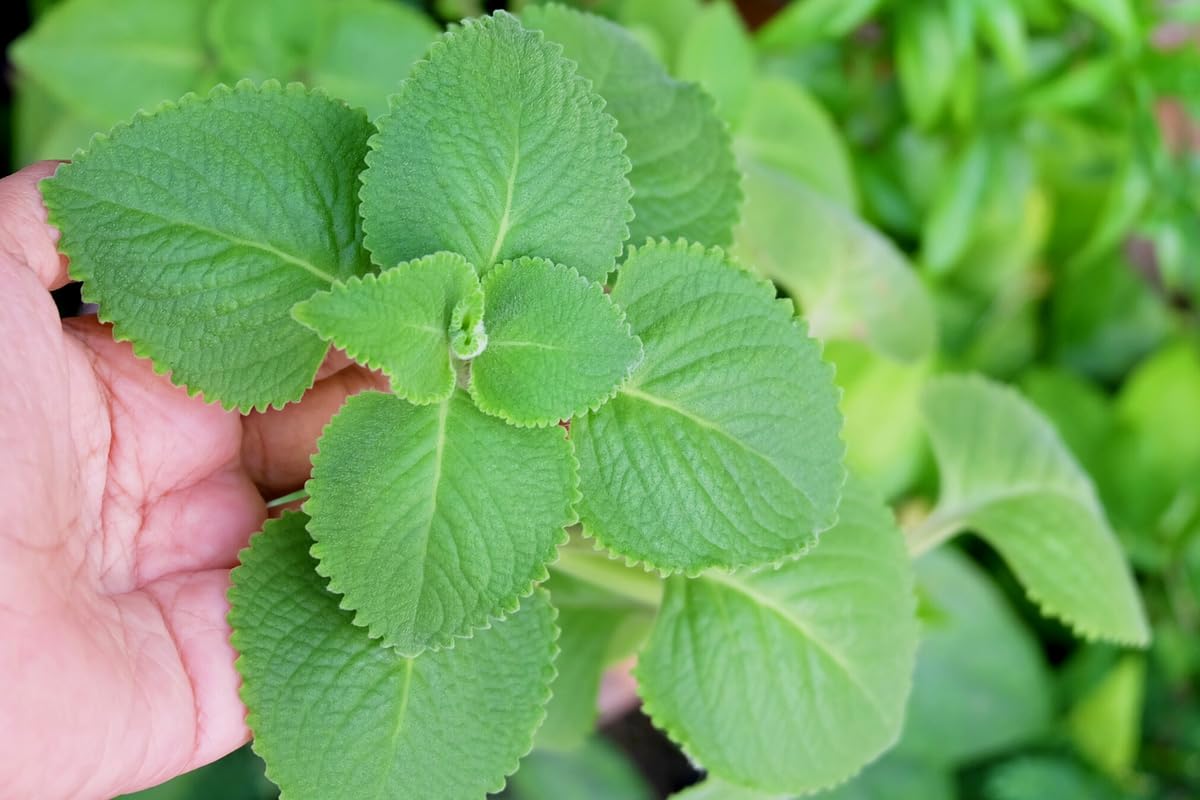 Cuban Oregano Plants Live, 2 Plants, Live Cuban Oregano Plant Indoor, 4 to 6 Inc Tall, Mexican Mint Plant, Spanish Thyme Plant Live, Well Rooted for Gardening