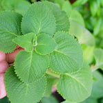 Set of 4 Mix Cuban Oregano Live Plants, Live Cuban Oregano Plant Indoor, 4 to 6 Inc Tall, Spanish Thyme Plant Live, Well Rooted for Gardening Outdoor Indoor