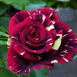 Climbing Rose Live Plant, 6 Months Old Starter, Fragrant Purple Climbing Roses for Planting Outdoor, No Pot (Dark Night)