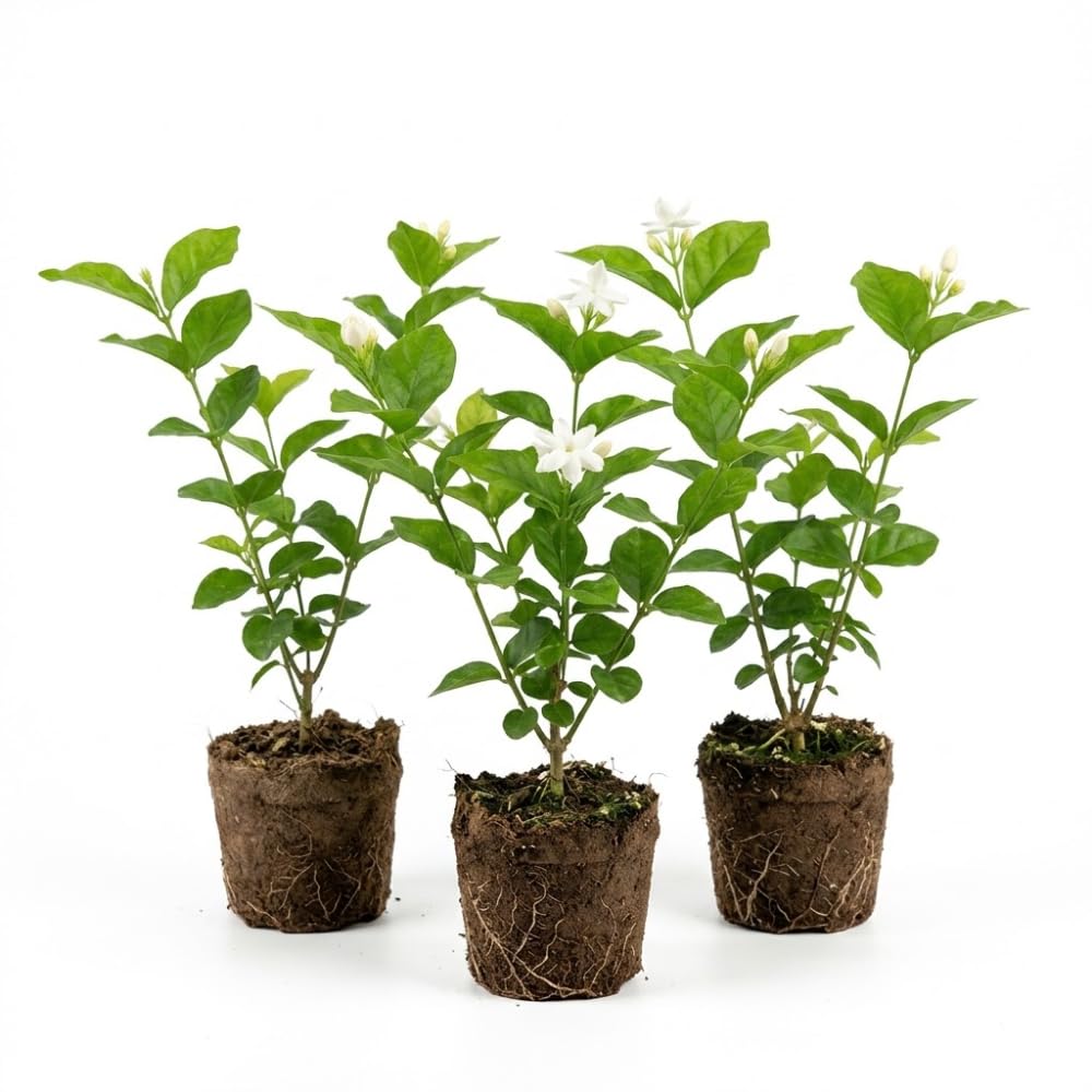 3 Blooming Jasmine Plants, Maid of Orleans Sambac Jasmine Live Plants, 4 to 6 Inc Tall, Jasmine Plants Live, Jasmine Well Rooted