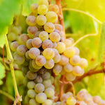 Golden Grape Plant Rooted for Planting, Grape Vine Plant, Sweet Fruit Garden Outdoor, 6 to 9'' Tall