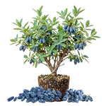 Blue Haskap Honeyberry Live Plant for Planting, Honeyberrie Plant Live 5-8 Inches Tall, Cold Hardy Fruit Bush for Home Garden