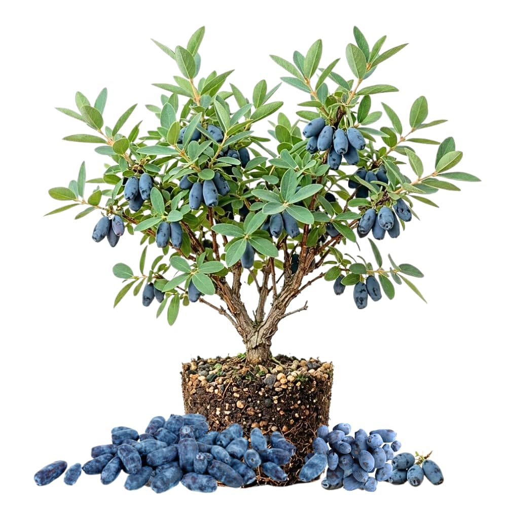 Blue Haskap Honeyberry Live Plant for Planting, Honeyberrie Plant Live 5-8 Inches Tall, Cold Hardy Fruit Bush for Home Garden