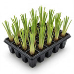 Set 2 Lemon Grass Live Plants, 10 Inc Tall from Bottom Pot, Live Lemon Grass for Outside Planting, Lemongrass Plants, Live Lemongrass Plants Indoor Outdoor