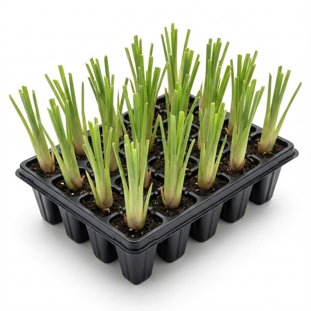 Set 2 Lemon Grass Live Plants, 10 Inc Tall from Bottom Pot, Live Lemon Grass for Outside Planting, Lemongrass Plants, Live Lemongrass Plants Indoor Outdoor