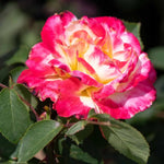 Rose Plant Live, Hybrid Tea Rose Bush Live Plant, 5-9 Inch Tall, Fragrant Flowers Shrub Ready to Plant Outdoor, No Pot, Well-Rooted (Delight Rose)