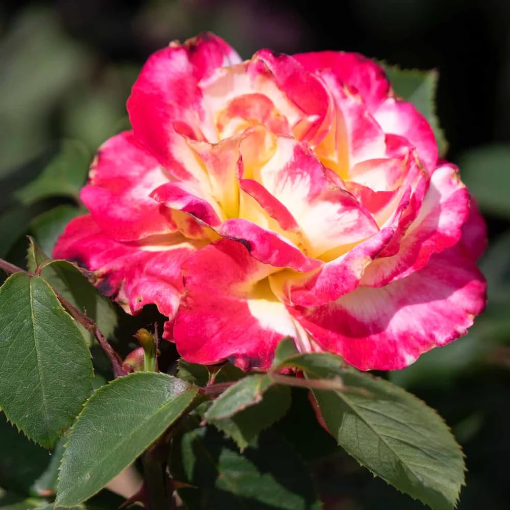 Rose Bush Live Plant, 5-9 Inch Tall, Fragrant Rose Flowers Tree, Well-Rooted Ready to Plant Outdoor Indoor (Delight Rose)