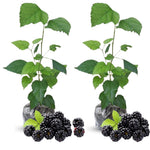 2 Thornless BlackBerry Plants Live for Planting, BlackBerry Bushes Live Plants 5 to 8 Inc Tall, Blackberries Fruit (Ouachita BlackBerry)