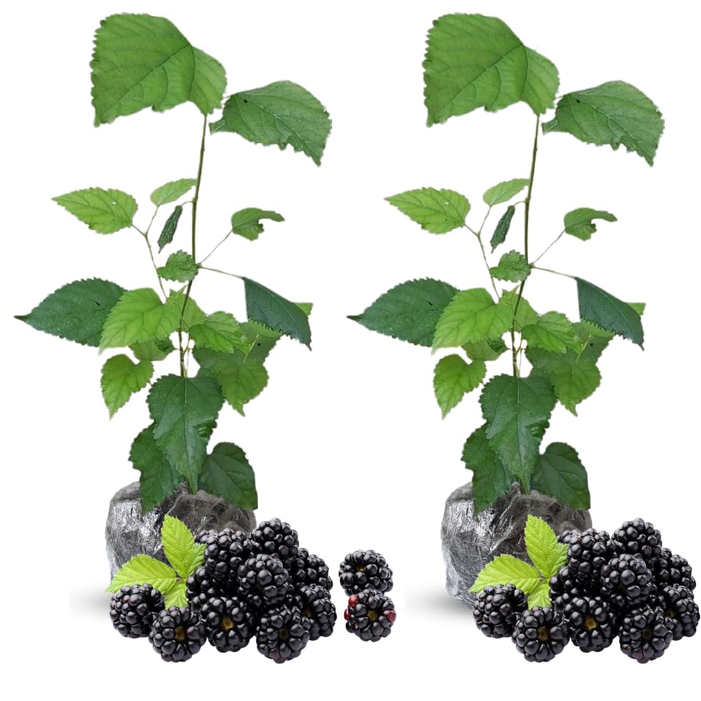2 Thornless BlackBerry Plants Live for Planting, BlackBerry Bushes Live Plants 5 to 8 Inc Tall, Blackberries Fruit (Ouachita BlackBerry)