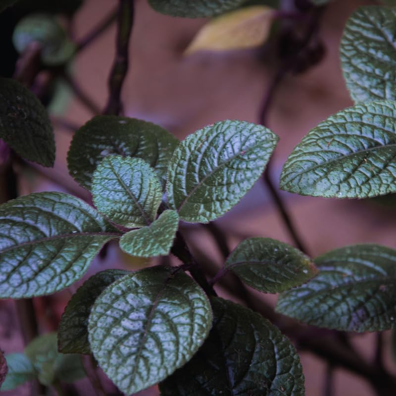 02 Purple Plectranthus Swedish Ivy Plants Live, Swedish Ivy Plant Pot, 4 Inches Pot, Swedish Ivy Plants Live House Plants, 3 to 6 Inches Tall