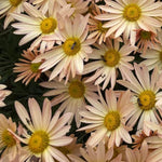 Pack 3 Apricot Chrysanthemum Plants, Mums Plants Live, 3 to 6 Inch Tall Garden Mum Live Plant, Vibrant Fall Blooms, Hardy Chrysanthemum Flowers, No Pot