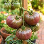 Red Purple Tomato Plant Live, Red Fruit, Tomato Vegetable Plant Live for Outdoors Gardening, 4-6 Inches Tall in 4 Inch Pot
