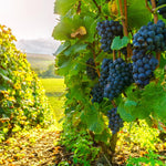 Bluish-Black Seedless Grape Vines Live Plants for Planting, 5-10" Grape Tree for Outdoor Garden, Dormant in Winter, Cold Hardy, Sweet Flavor