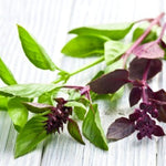 Basil Plants Live, 15 Green Basil Live Plant for Gardening Outdoor Indoor, 4 to 6'' Tall