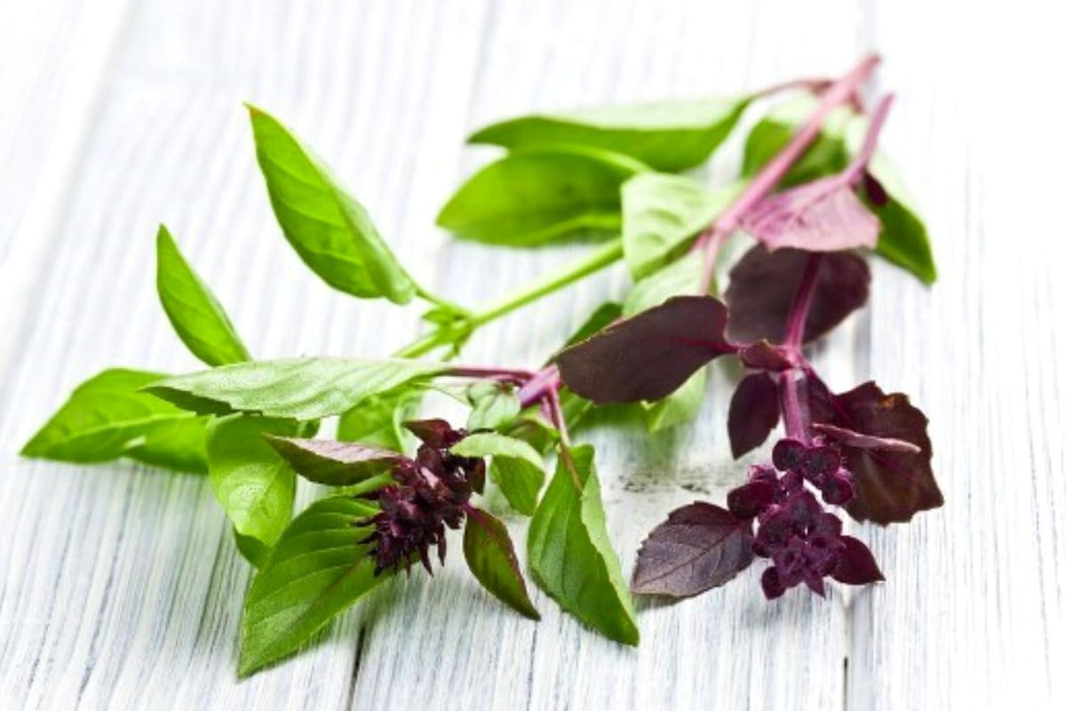 Basil Plants Live, 15 Green Basil Live Plant for Gardening Outdoor Indoor, 4 to 6'' Tall