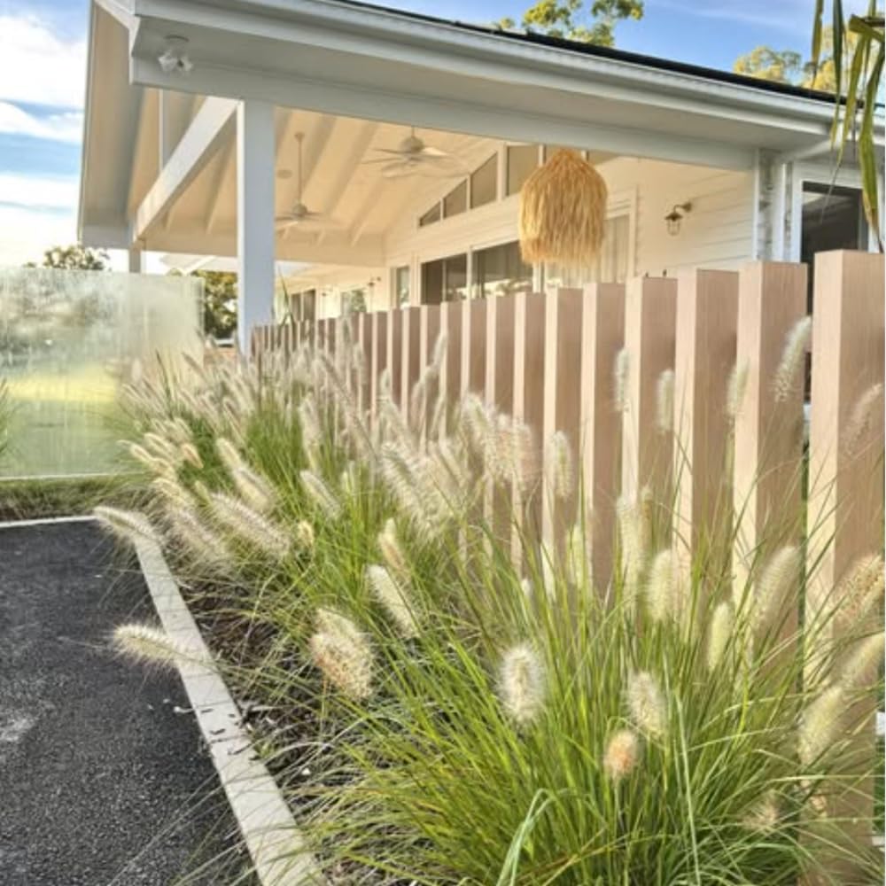 Set 3 Fountain Grass Plants Live Clumps for Planting Your Garden, 4-8 Inch Tall, Ornamental Grasses Live Plants Perennial (White Fountain Grass)