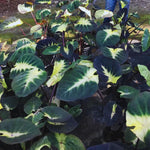 Combo 3 Yellow Green Colocasia Live Plants, Elephant Ear Esculenta Taro, 5 to 8" in Tall, Alocasia Live Plant for Planting, Live Houseplant Colocasia Plant