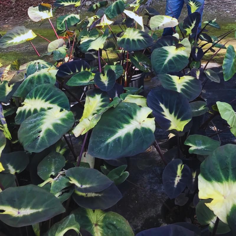 Combo 3 Yellow Green Colocasia Live Plants, Elephant Ear Esculenta Taro, 5 to 8" in Tall, Alocasia Live Plant for Planting, Live Houseplant Colocasia Plant