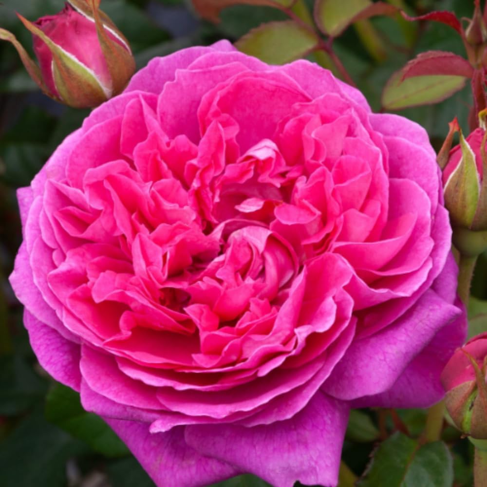 Rose Bush Live Plant, Hybrid Tea Rose Plant Live, 5-9 Inch Tall, Fragrant Flowers Tree, Well-Rooted 1 Year Old, No Pot (Red Pink Rose)