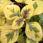 2 Plectranthus Swedish Ivy Plants Live to Grow, in 3 Inch Pot, Variegated Swedish Ivy Live Plant, Swedish Ivy Mint Starter Plants, 4-6" Tall