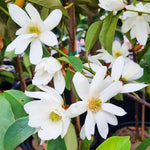 White Magnolia Tree in Gallon Pot, Live Flowering Magnolia Tree, Hardy Ornamental Shade Trees with Fragrant Blooms