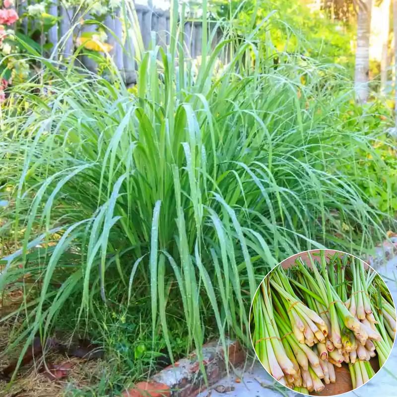 Set 6 Lemongrass Plants Live, Lemongrass Herbs Stalks, 4-8" Tall Well-Rooted for Culinary Gardens, Tropical Grass for Outdoor Landscapes