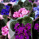 African Violet Live Plant in 4" Pot, Random African Violets Plants Houseplant Well-Rooted, Indoor Outdoor Blooming, Holiday Flower Bush