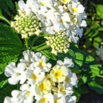 2 Trailing White Lantana Plants Live, Colorful Perennial, Long-Blooming and Very Hardy, Size 5 to 12 Inches in Tall, Well-Rooted, Outdoor Planting
