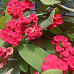 Potted Red Crown of Thorns Plant Euphorbia Milii Tree 6-12 Inc Tall, Cold Hardy Crowns of Christ Houseplant Succulents, Year-Round Flower Blooms