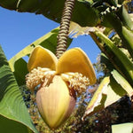 Basjoo Banana Tree Live Plant, Edible Fruit, 4-6" Tall
