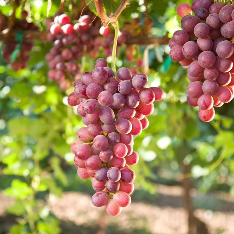 2 Red Grape Vines, 5-9 Inch Height, Cold Hardy Grape Plants Live Well-Rooted for Landscaping, Sweet Fruit Variety