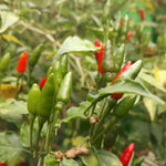 Sets 2 Chile Pequine Pepper Plants Live, Super Hot Peppers Live Plants, 90 Days Old Hot Chili Plant for Spring Planting