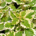 1 Plectranthus Swedish Ivy Plant Live Houseplant in 3 Inch Pot, Variegated Swedish Ivy Live Plants, Swedish Ivy Vine