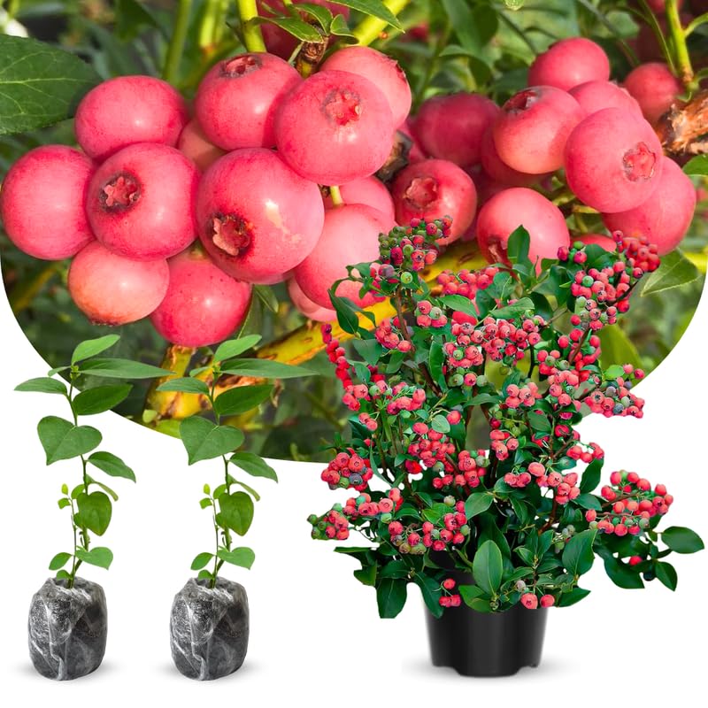 3 Large Sweet Fruit Southern Highbush Blueberry Bushes Seedlings, High-Yield Blueberry Trees Live Plants, 6 Months Old, Starter 3-6" in Tall, Cold Hardy Zones 4-7