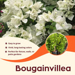 2 White Bougainvillea Plants Live, Flowering Bougainvillea Vine for Outdoor Garden or Trellis, 5-9 Inch Tall, Very Hardy